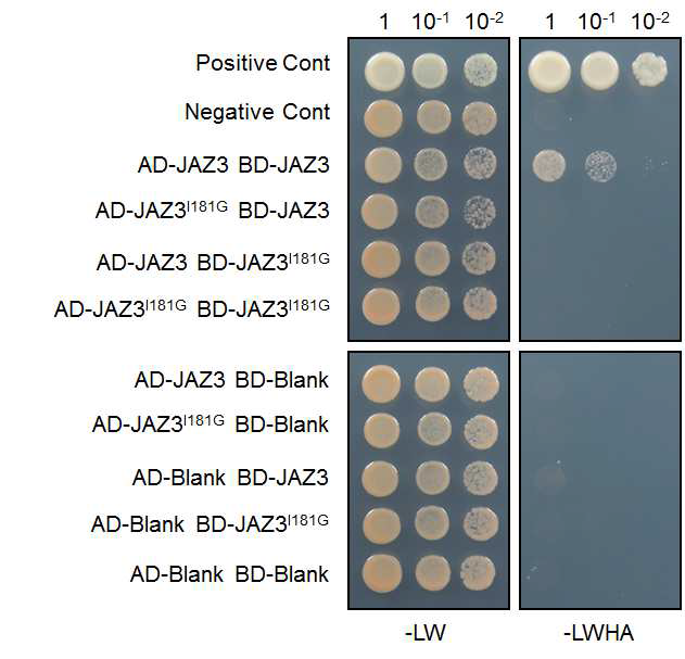 Protein-protein interaction for JAZ3 and its variant with yeast two hybrid system.