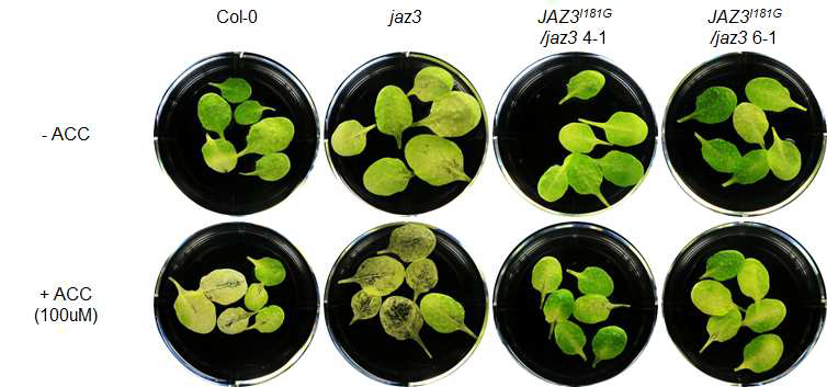 Leaf senescence assay.