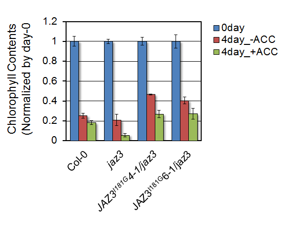 Chlorophyll contents analysis.