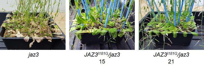 Natural senescence analysis.