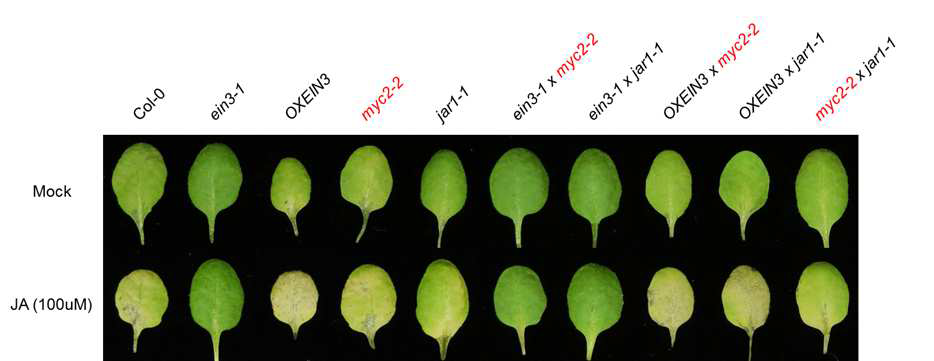 JA inducible leaf senescence.