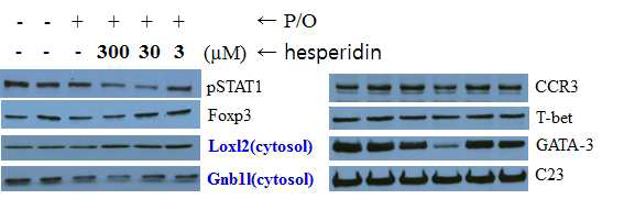 Effects of hesperidin on PMA(1ng/ml)- and OP(5 uM)-induced proteins level in EL-4 T cells(cytosol and nuclear).