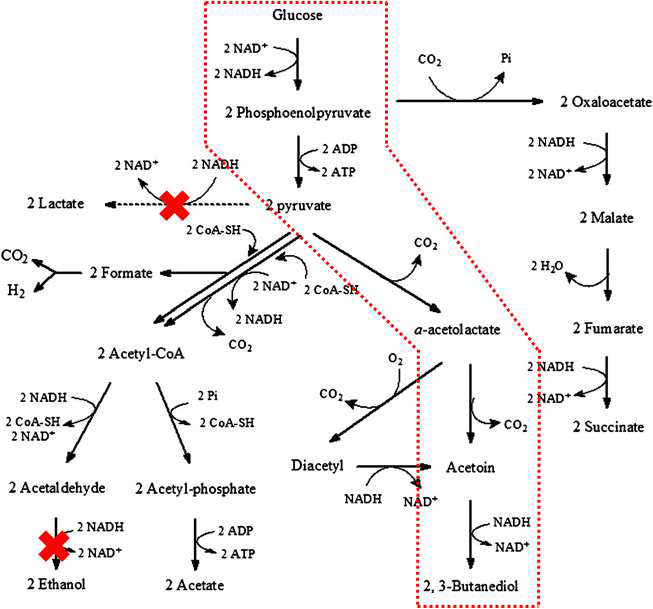 E. aerogenes 균주의 2,3-부탄다이올과 다른 부산물들의 대사경로와 본 연구의 균주 개발 전략도