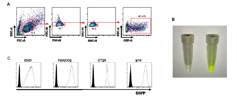 항원흡수능 추적용 OT-EGFP 발현 cell line 확립.