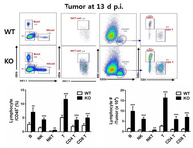 OASL1 KO 마우스의 이식된 폐암 조직에 항암 면역 림프구들의 수 증가 확인.