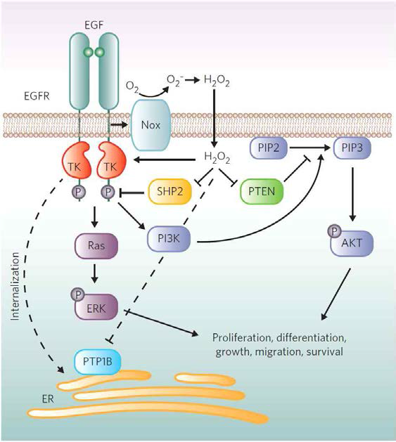 반응성 산소종(ROS)에 의한 EGFR 신호전달 과정