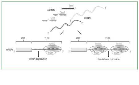 Mechanism of microRNA targeting