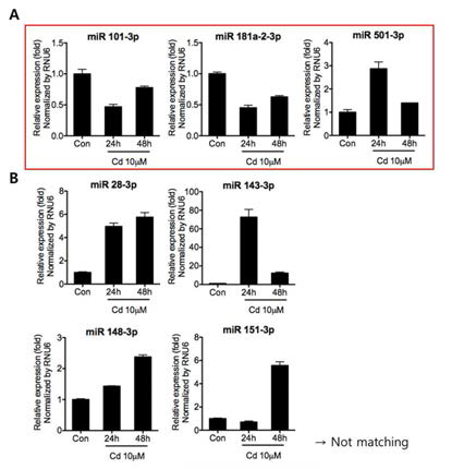 The comparison of selected microRNAs, which have shown the expression in Cd treated BEAS-2B cells