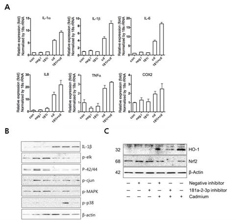 miR181a-2-3p enhanced inflammatory responses in BEAS-2B cells