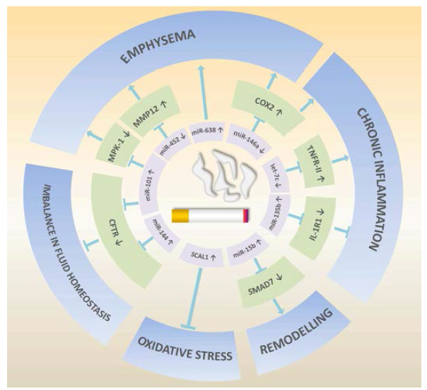 COPD 병인론과 연관된 Non-coding RNAs