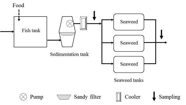 Schematic diagram of fish-seaweed integrated systems.