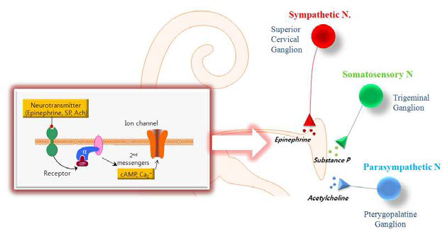 사람 내임파낭에 존재하는 자율신경계에서 분비되는 epinephrine, acetylcholine, substance P등의 신경 전달 물질이 내임파낭상피세포의 수용체에 결합하여 cAM P나 Ca 2+ 등의 2차 m essen ger 를 통해 이온채널의 활성을 조절한다.