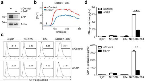 NKG2D와 2B4의 coactivation에 의한 NF-kB의 활성에 SAP이 필요함.NKL cell의 SAP을 siRNA로 억제하였을 때, NKG2D와 2B4의 coactivation에 의한 calcium flux, NF-kB 전사 활성 및 cytokine 분비 활성이 억제됨을 확인함.