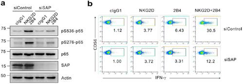XLP1 NK cell은 NKG2D와 2B4의 coactivation에 의한 degranulation 활성과 Vav1 활성이 결여되어 있음. XLP1 NK cell은 정상인 NK cell에 비해 NKG2D와 2B4 시너지 자극 target에 의한 degranulation 활성 및 Vav1 활성이 떨어짐.