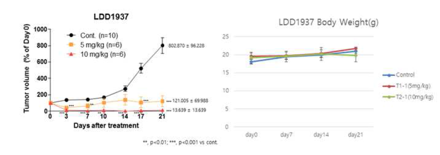 LDD1937의 in vivo 효능