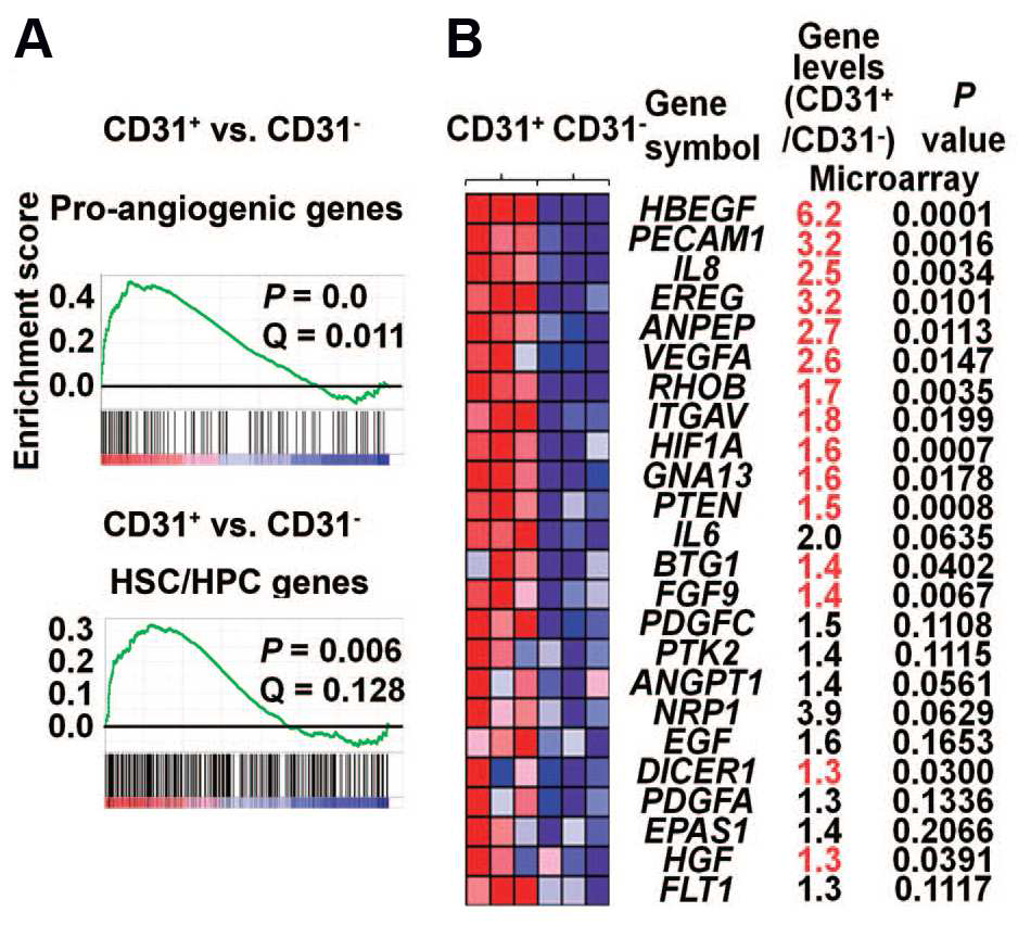 골수유래 CD31+ 세포 의 angiogenic 특성 (microarray 결과).