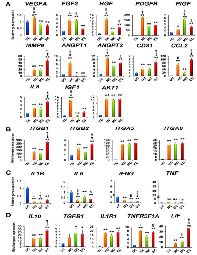 골수 유래 배양한 CD31+ 세포의 angiogenic, integrin 부착 특성 및 염증 항염증 특성(qRT-PCR 결과).