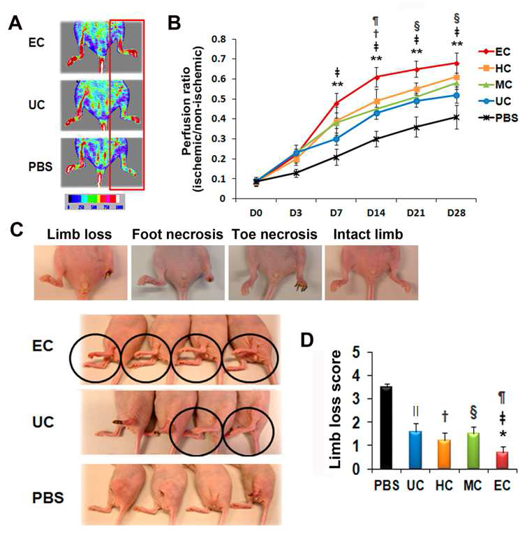 인간 골수 유래 배양한 CD31 양성세포의 생체내 허혈성 하지모델에서의 치료 효과.