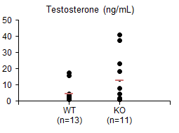 Gulp1 WT과 KO 수컷 마우스의 serum내 testosterone 량