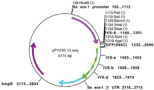 선충의 actin promoter 및 GFP 발현 vector