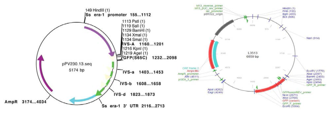 기생충 유래 promoter 및 GFP 발현 vector