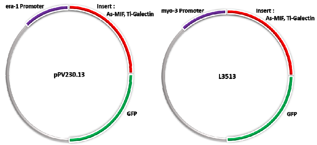 치료 유전자가 삽입된 plasmid DNA