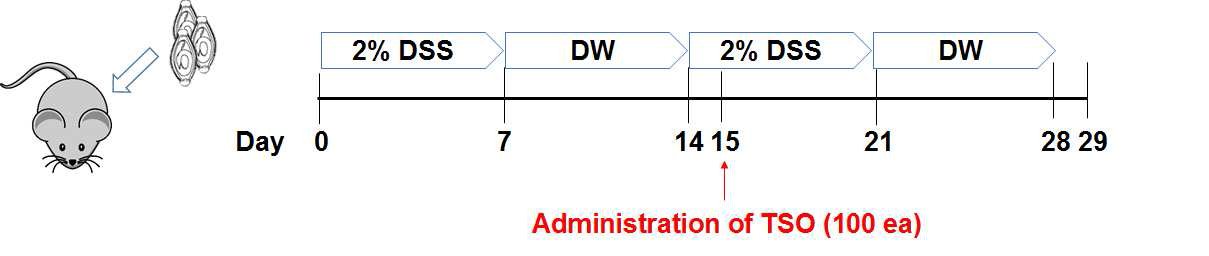 DSS를 이용한 만성 장염 유발을 위한 일정