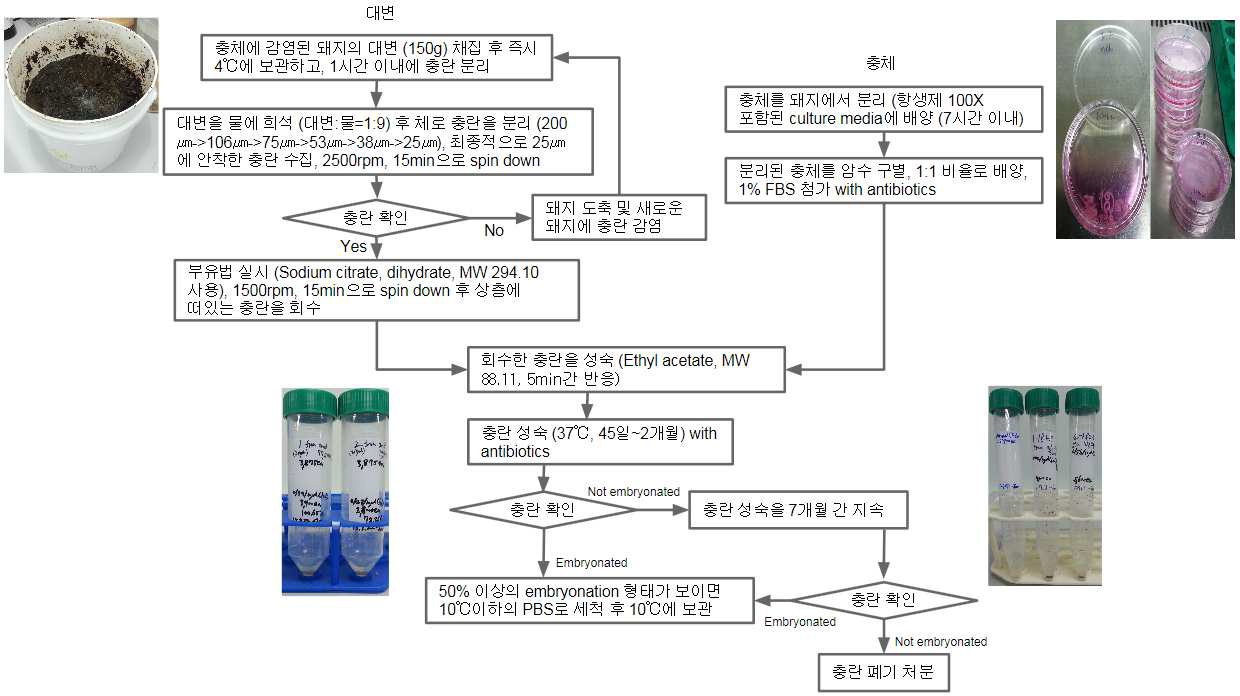 돼지편충에 감염된 돼지에서 충란 확보 방법과 성숙 방법