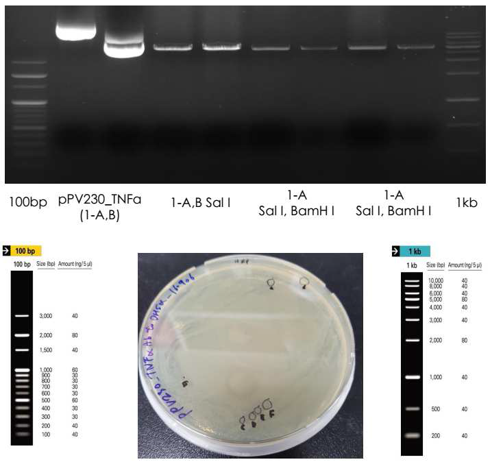 a: 치료 유전자 삽입된 plasmid DNA의 제한효소 처리, b: 세균 배양 결과