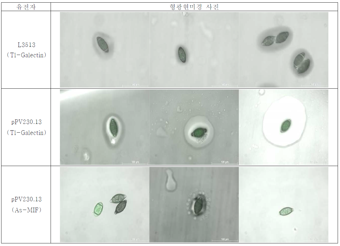 치료 유전자 주입 후, in vitro culture를 통해 얻은 충란의 GFP 발현 확인