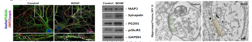 (좌) BDNF에 의한 synapsin 단백질의 발현양상(white arrow; synapsin positive signal), (중간) BDNF 처리에 의한 시냅스와 관련된 단백질의 변화양상(western blot), (우) BDNF에 의한 시탭스소포의 변화