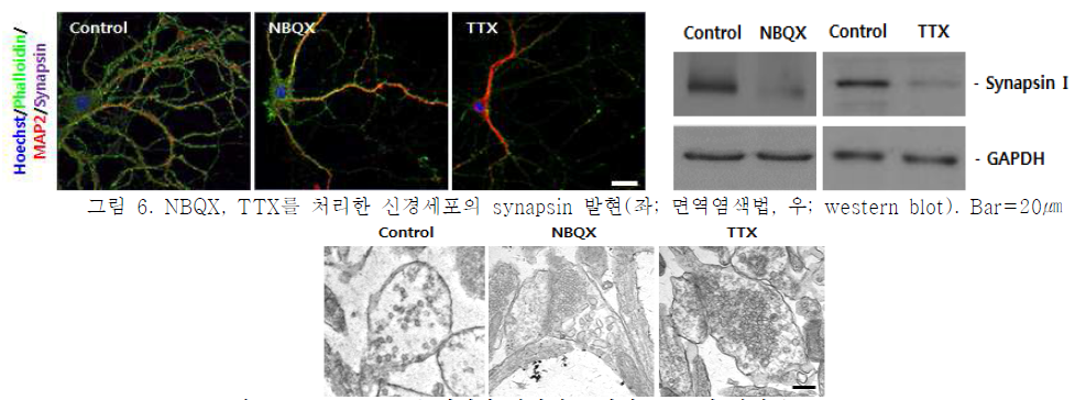 NBQX, TTX를 처리한 신경세포의 synapsin 발현(좌; 면역염색법, 우; western blot).