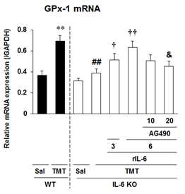 TMT 투여 후 hippocampus에서의 GPx-1 mRNA의 발현변화. IL-6 KO mice에서는 TMT 투 여 후 GPx-1 mRNA의 보상적인 발현 증가가 나타 나지 않았는데, recombinant IL-6 protein (rIL-6; 3 혹은 6 ng, i.c.v.)은 GPx-1 mRNA의 발현을 유 의하게 증가시켰음.
