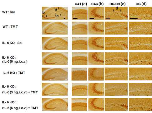 TMT 투여 후 hippocampus에서의 glutathione 면역활성의 변화. IL-6 KO mice에서는 wild-type (WT) mice에 비하여 glutathione 면역활성의 감소가 현저하게 나타났는데, recombinant IL-6 protein (rIL-6; 3 혹은 6 ng, i.c.v.)은 glutathione 면역활성의 감소를 억제하였음.