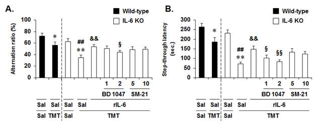 IL-6 KO mice에서 recombinant IL-6 protein (rIL-6; 6 ng, i.c.v.)은 TMT에 의한 인지기억 능 저하 (A: Y-maze test. B: Passive avoidance test)를 유의하게 억제하였으며, rIL-6의 인지 기억능 항진효과는 sigma-1 receptor antagonist BD 1047 (1 혹은 2 mg/kg, i.p.)에 의해 유의하 게 반전되었음.