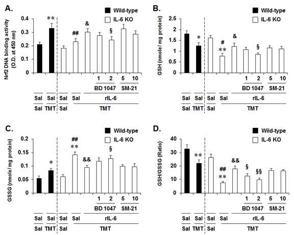 TMT를 처리한 IL-6 KO mice에서 recombinant IL-6 protein (rIL-6; 6 ng, i.c.v.)는 Nrf2 binding activity (A)를 유의하게 증가시켰으며, GSH (B)와 GSH/GSSG (D)의 저하와 GSSG (C) 의 증가를 유의하게 억제하였음. rIL