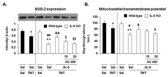 TMT를 처리한 IL-6 KO mice에서 recombinant IL-6 protein (rIL-6; 6 ng, i.c.v.)는 SOD-2 발현 (A)을 유의하게 증가시켰으며, mitochondrial transmembrane potential의 감소 (B) 역시 유의하게 억제시켰음. rIL-6의 효과는 JAK2/STAT3 inhibitor인 AG 490 (10 혹은 20 mg/kg, i.p.)에 의해 유의하게 반전되었음