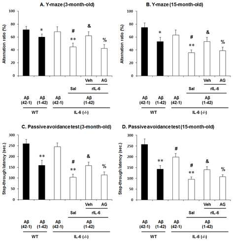 3월령 (A, C)과 15월령 (B, D)의 IL-6 KO mice에서 􌩁-amyloid (1-42) [A􌩁 (1-42)]로 유도된 인지기억능 저하 모델에 대한 recombinant IL-6 단백질 (rIL-6)의 보호효과. JAK2/STAT3 억제제인 AG490 (AG)은 rIL-6의 보호작용을 반전시켰음