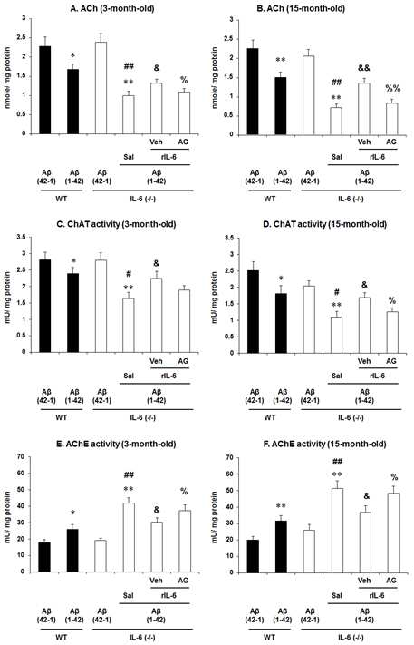 3월령 (A, C)과 15월령 (B, D)의 IL-6 KO mice에서 􌩁-amyloid (1-42) [A􌩁 (1-42)]로 유도된 해마조직의 cholinergic dysfunction에 대한 recombinant IL-6 단백질 (rIL-6)의 보호효 과. JAK2/STAT3 억제제인 AG490 (AG)은 rIL-6의 보호작용을 반전시켰음