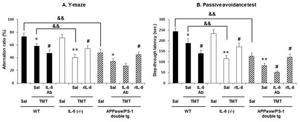 APPswe/PSEN1dE9 이중 과발현 생쥐 (APPswe/PS-1 double tg)에 TMT를 투여하여 나타 나는 인지기억능 저하에 대한 IL-6 receptor 중과항체 (IL-6 Ab)와 recombinant IL-6 단백질 (rIL-6)의 효과