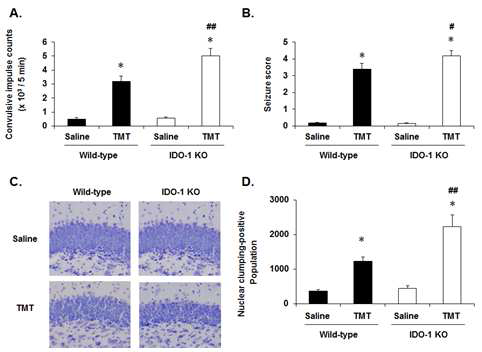 IDO-1 유전자 결핍이 TMT에 의한 경련 (A, B)과 해마 dentate gyrus 조직에서 나타나는 nuclear chromatin clumping (C, D)에 미치는 영향.