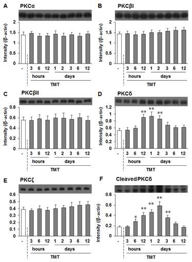 TMT 투여 후 hippocampus에서 PKC subtype들의 발현 변화. 각 수치는 6 마리의 평균 􌝀 표준오차임.