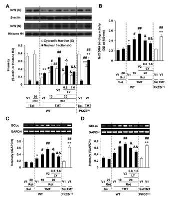 PKCδ inhibitor인 rottlerin (Rot) 혹은 PKCδ gene knockout은 TMT를 투 여한 해마조직에서 Nrf2의 nuclear translocation (A), Nrf2 DNA binding activity (B)를 유의하게 증가시켰으며, GCLc (C)와 GCLm (D)의 mRNA 발현 역시 유의하게 증가시켰음