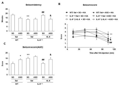 카인산 유도 경련모델에서 IL-6의 보호작용에 대한 ceruloplasmin antisense oligonucleotide (ASO)의 효과.