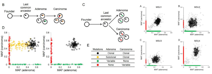 Stepwise 및 parallel evolution에 해당하는 도식도 및 각 경우에 따른 MAF의 빈도분포도(좌) 및 본 연구진이 발견한 Synchronous adenoma-carcinoma쌍에서 체성돌연변이의 MAF의 비교도(MSI-H대장암 4건의 예)