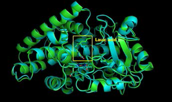 Lauric acid를 결합한 CYP107L2의 3차 구조
