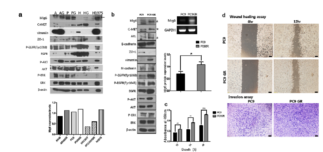 Baseline Expression of Mig-6 in NSCLC cell line including (EGFR-TKI resistance : GR)