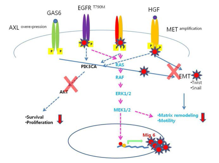 EGFR-TKI 내성 세포주에서 Mig 6의 역할