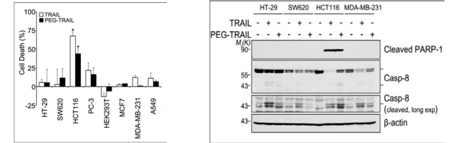 TRAIL 및 PEG-TRAIL을 이용한 암세포 세포 사멸 분석