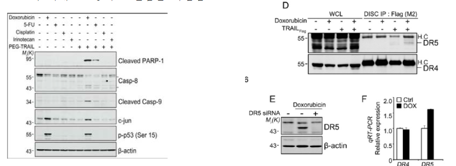 PEG-TRAIL와 최적화된 sensitizer 스크리닝및 DR5 발현 확인